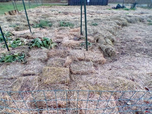 Big garden - more mulch down crop Nov. 2021.jpg