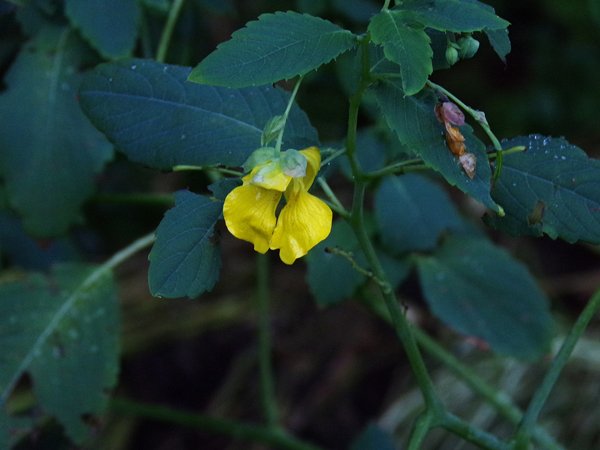 After the rain - yellow jewelweed flower crop August 2022.jpg