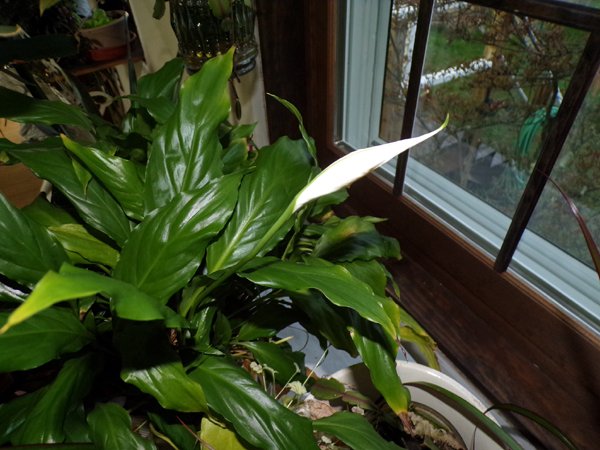 Peace lily bud crop April 2023.jpg