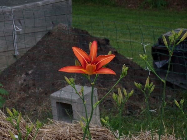 Small garden - 1st day lily crop June 2022.jpg