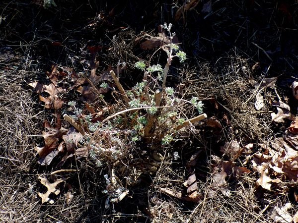 New Herb - Row 1, wormwood crop Feb. 2023.jpg