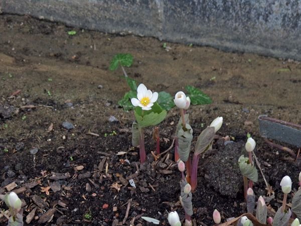 Old North - 1st bloodroot flower crop April 2022.jpg