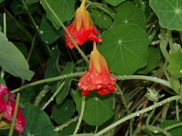 After the rain - Big garden, nasturtium2 crop August 2022.jpg