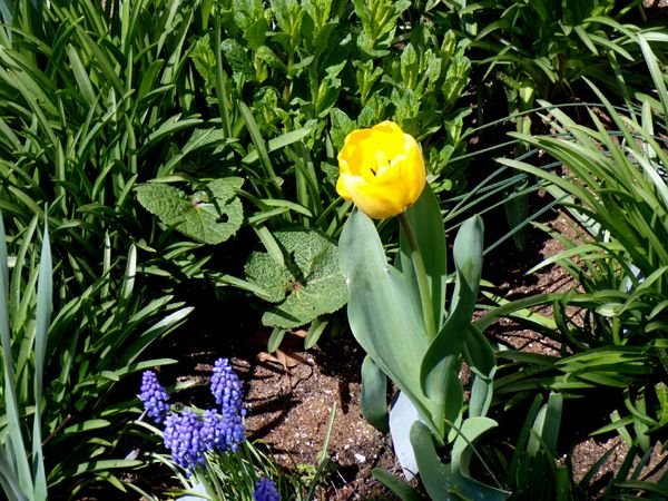 South - yellow tulip opened crop April 2024.jpg
