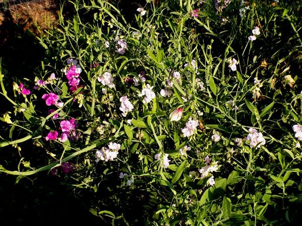 Crabapple - sweet peas crop July 2024.jpg