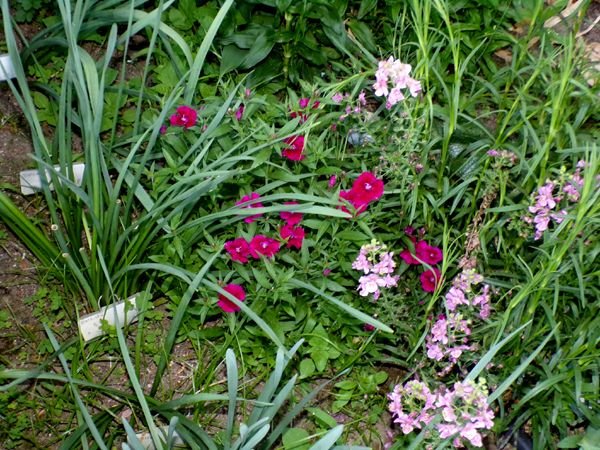 East of Steps - dianthus flowers crop May 2024.jpg