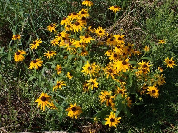 Wildfvlowers - black-eyed susans crop August 2023.jpg