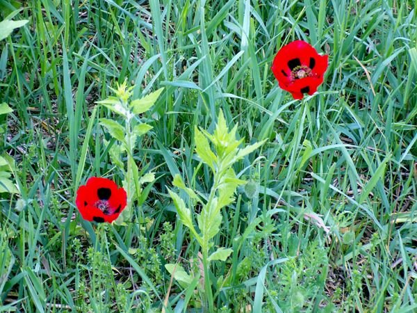 Wildflowers - poppies crop May 2024.jpg
