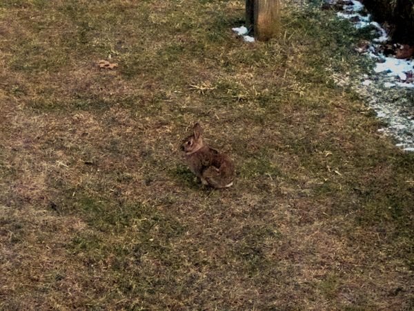 Bunny at dusk crop Jan 2025.jpg