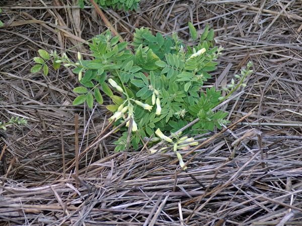 New Herb - Row 1, astrragulus flowers crop August 2022.jpg