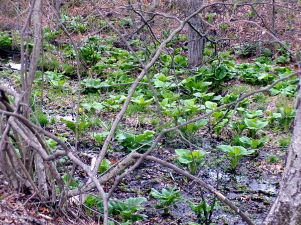 Swamp - skunk cabbage crop April 2023.jpg