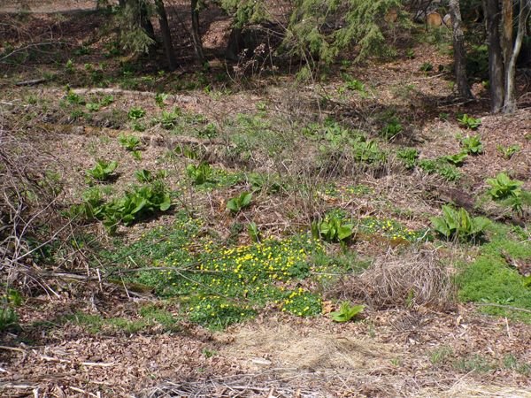 Swamp - lesser celandine crop April 2022.jpg