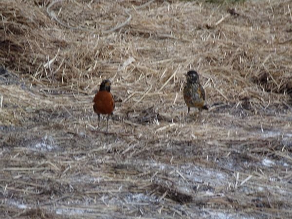 Robins after worms2 crop June 2022.jpg