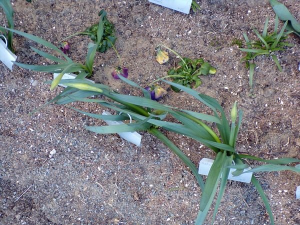 South - daff buds crop March 2022.jpg