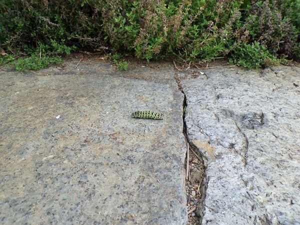 Swallowtail caterpiller crop Sept. 2022.jpg