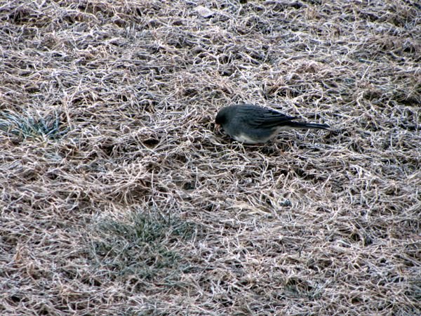 Junco crop Jan 2025.jpg