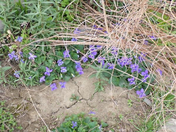 South Herb - violets crop April 2021.jpg