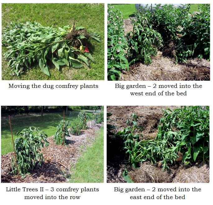 Moving comfrey plants collage text May 2025.jpg
