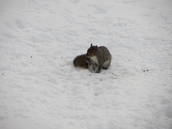 Squirrel crop Feb 2025.jpg