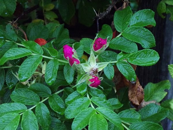 After the rain - rugosa rosebuds crop August 2022.jpg