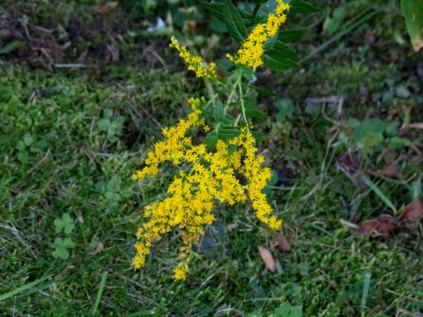 Goldenrod2 crop Sept. 2023.jpg