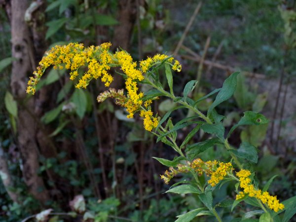 Goldenrod3 crop Sept. 2023.jpg