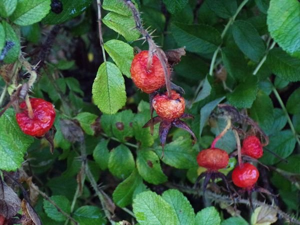 After the rain - rugosa rosehips1 crop August 2022.jpg