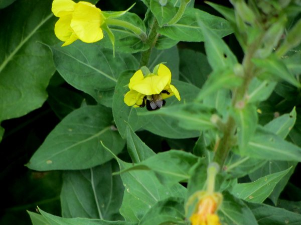 Bee on evening primrose crop August 2025.jpg