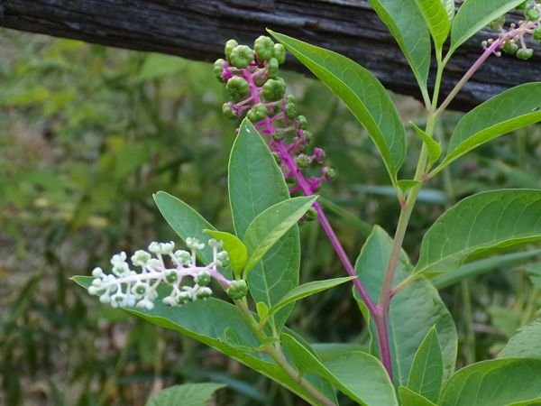 7th Fence - pokeberries crop August 2022.jpg