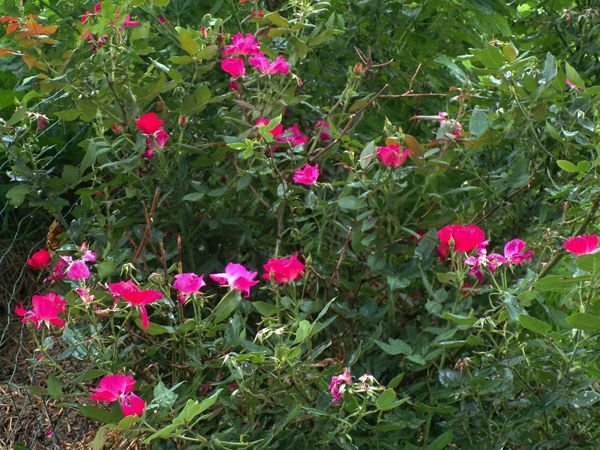 Big rose - flowering crop August 2022.jpg