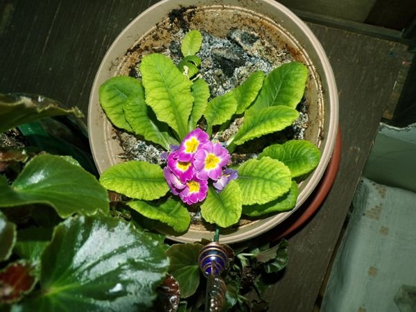 Primrose flowers crop April 2023.jpg
