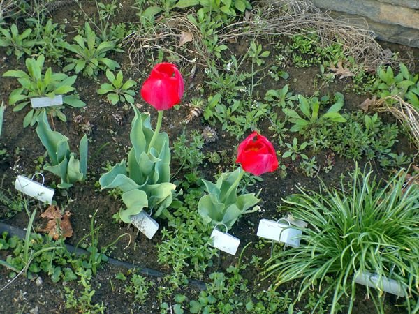 South 4. and 5. red tulips crop April 2023.jpg