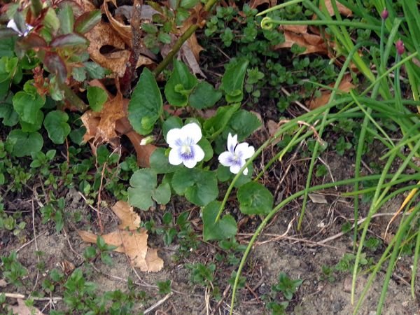 South Herb - white violets crop April 2024.jpg