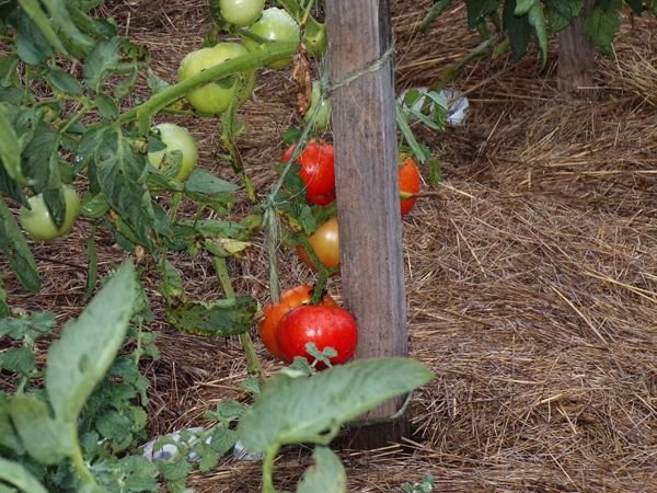 After the rain - Big garden, tomatoes crop August 2022.jpg