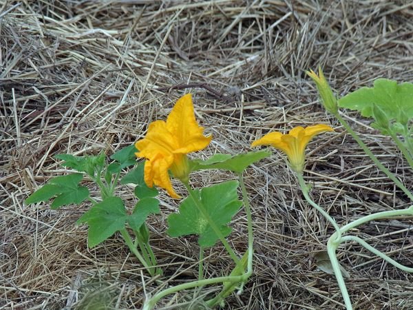 Small garden - squash flower close-up crop June 2022.jpg