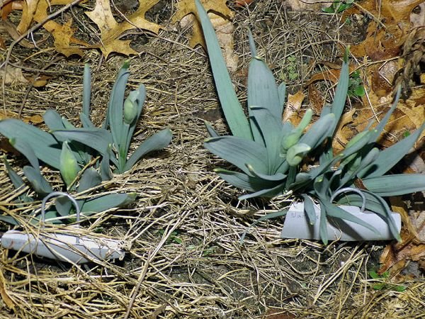 South - daff buds crop March 2024.jpg