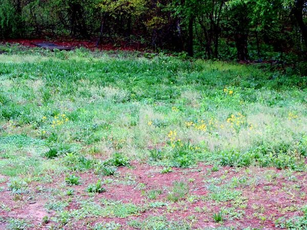 Lawn needs mowed crop May 2025.jpg