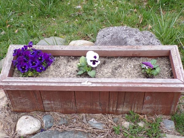 Sign box - pansies planted crop April 2024.jpg