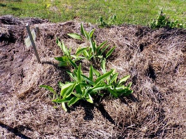 New Herb - Row 1, elecampane crop May 2024.jpg