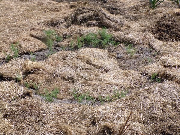 Big garden - dill circle crop May 2021.jpg