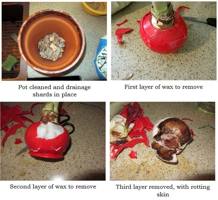 Amaryllis planting collage1 text crop Dec 2024.jpg