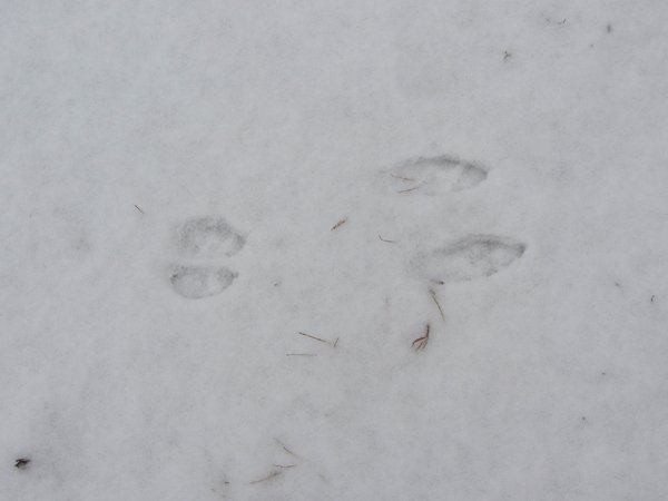 Rabbit tracks crop Dec 2024.jpg