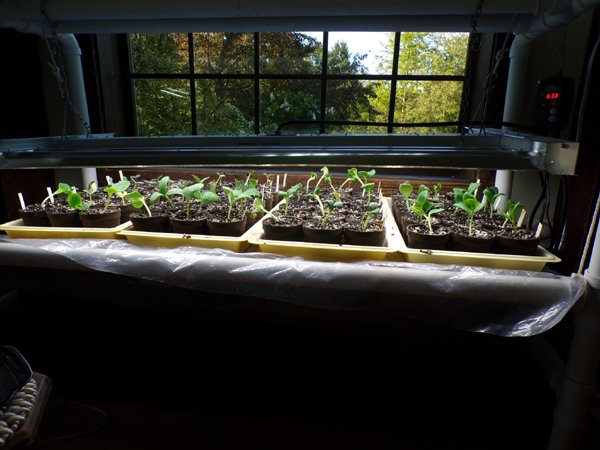 Sprawly seedlings up crop May 2023.jpg