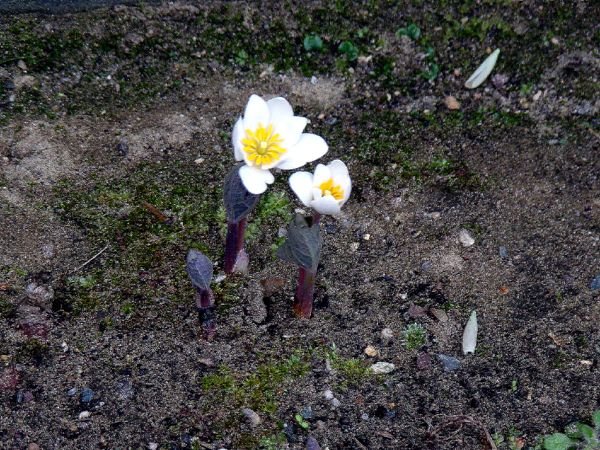 Old North - 1st bloodroot flowers crop April 2024.jpg