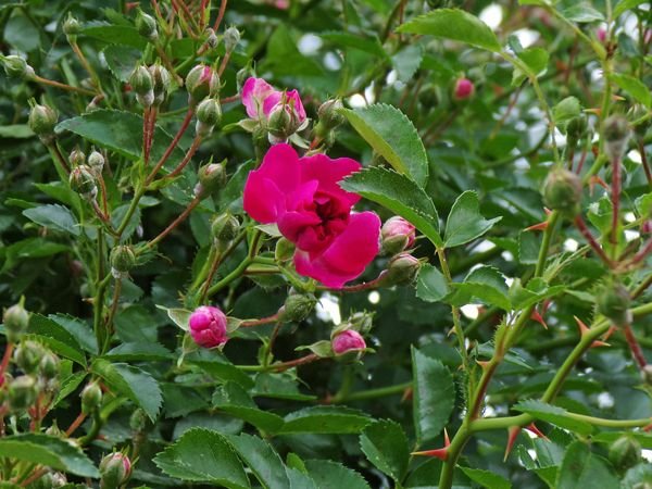 East Shed - 7 Sisters flower crop June 2022.jpg