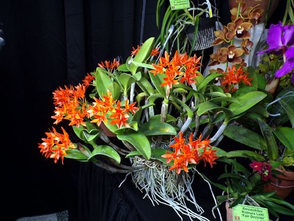 Orchid show5 crop Feb 2024.jpg