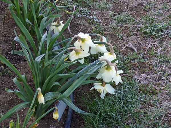 West Herb - frosted daffodils crop April 2022.jpg