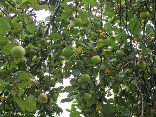 MacIntosh - apples crop July 2021.jpg