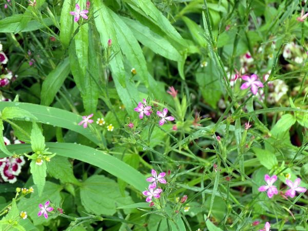 East of Steps - maiden pinks crop June 2024.jpg