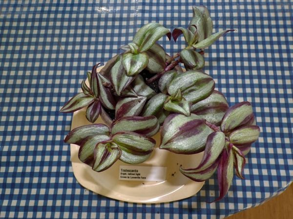 Purple wandering jew crop May 2021.jpg